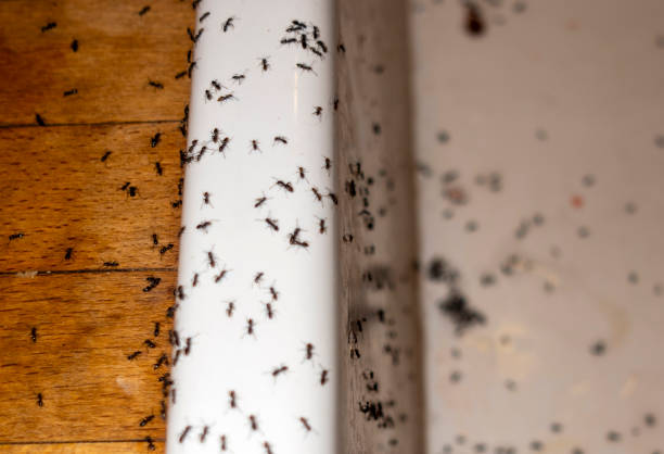 Best Pest Removal Services  in Ellettsville, IN