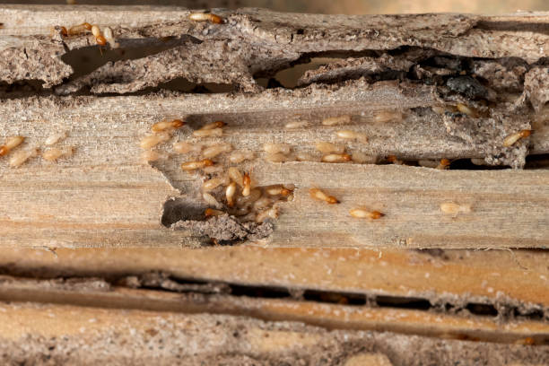 Best Pest Control for Restaurants  in Ellettsville, IN